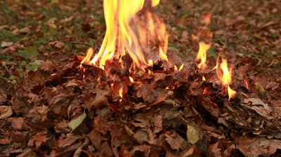 Góp Nhặt Bradford-gardener-burning-leaves